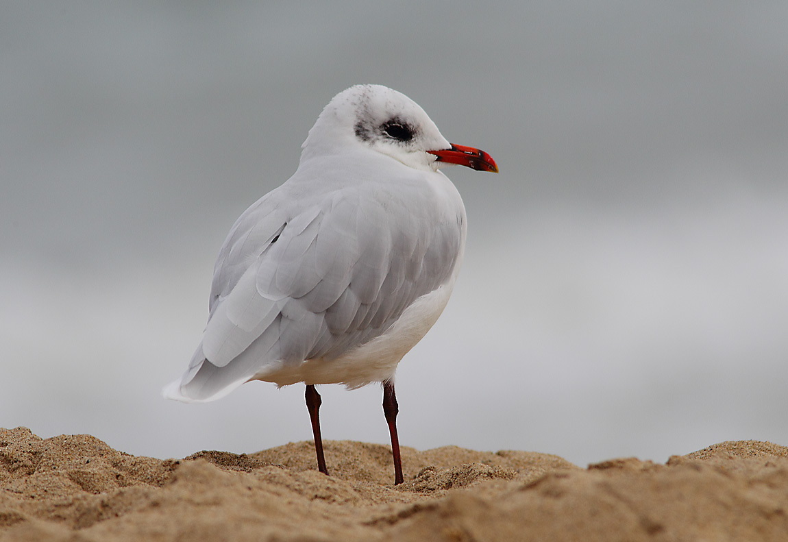 Med Gull a  7180428