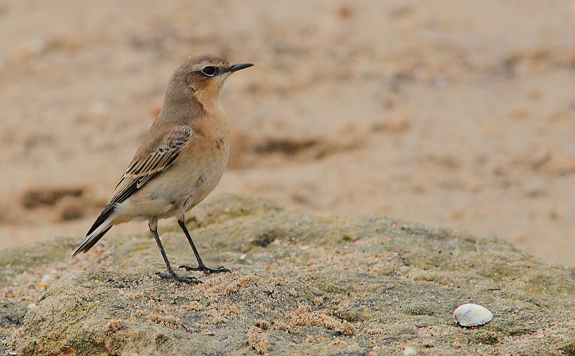 Northern Wheatear 7628453