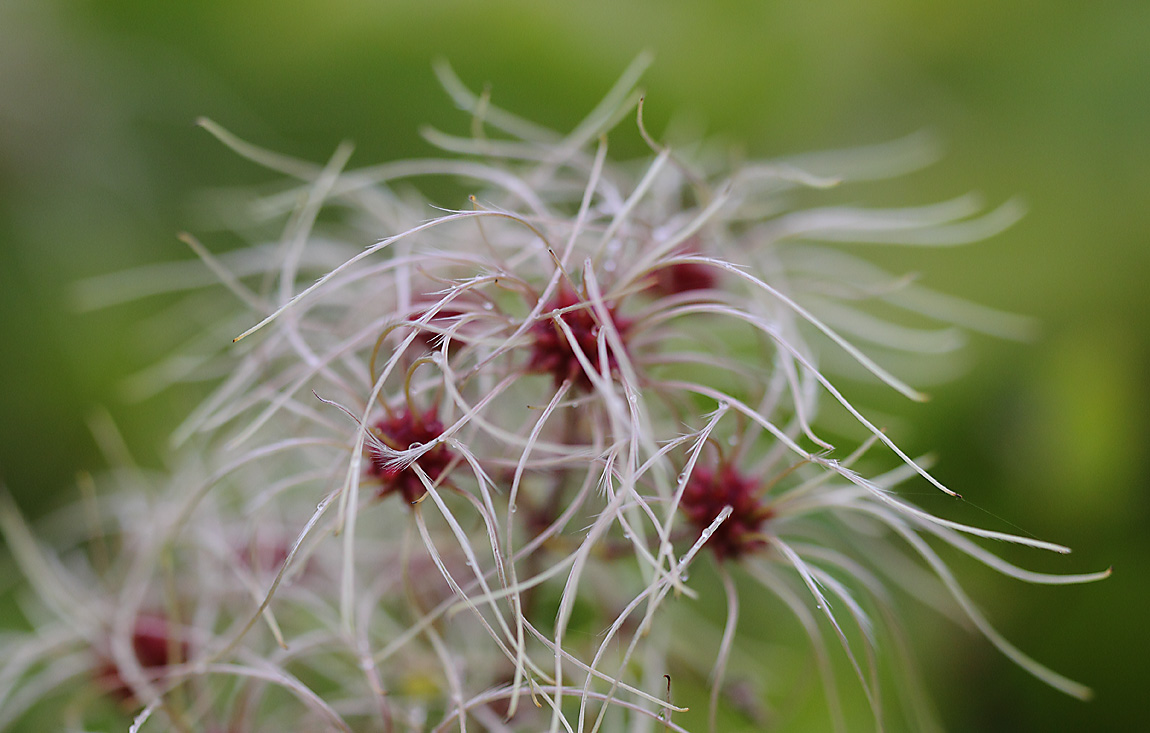 Old Mans Beard a 6830411