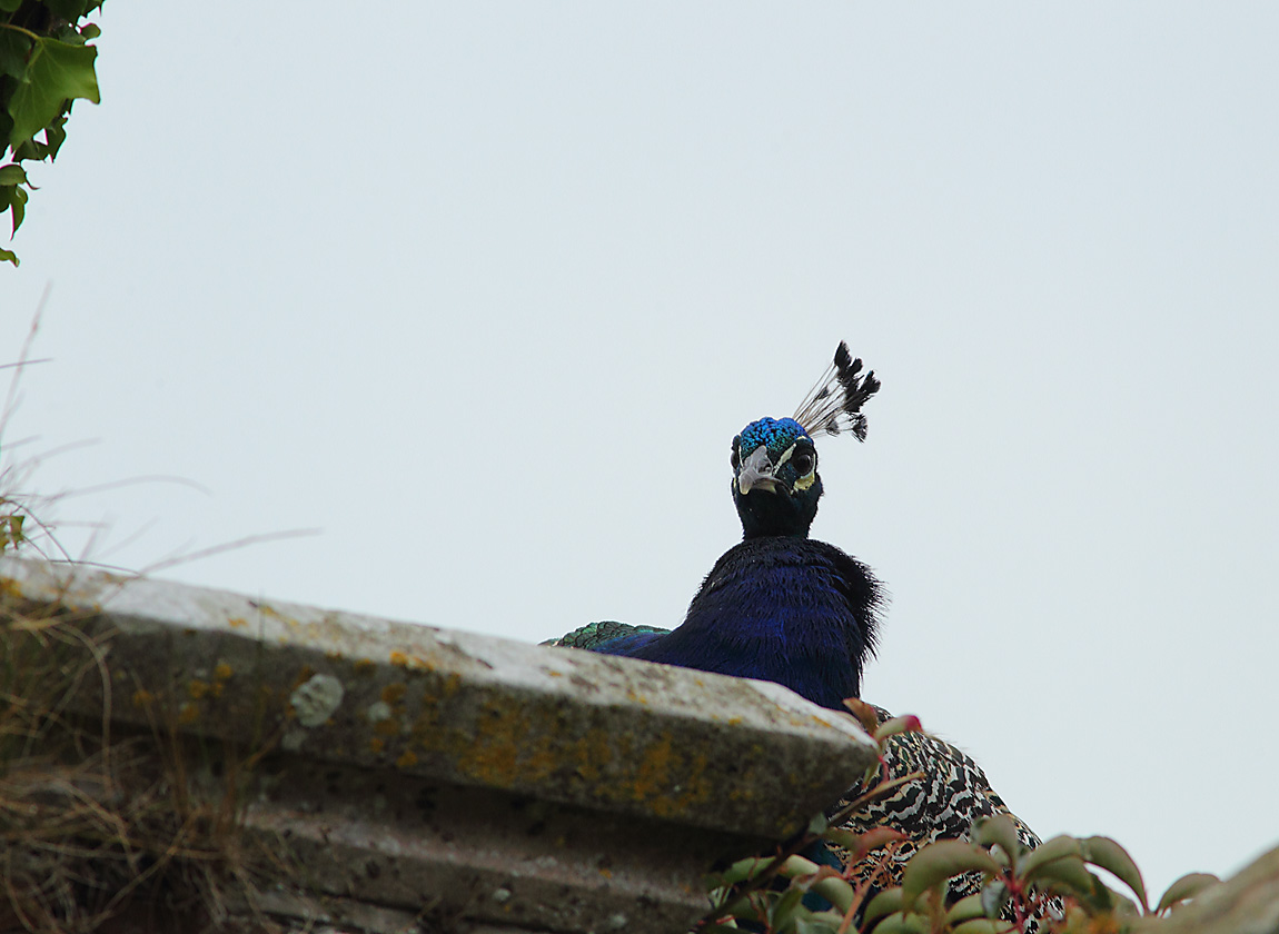 Peacock a 7301448