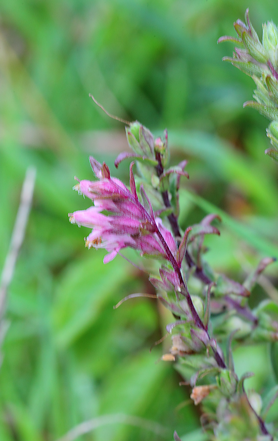 Red Bartsia a 6856415