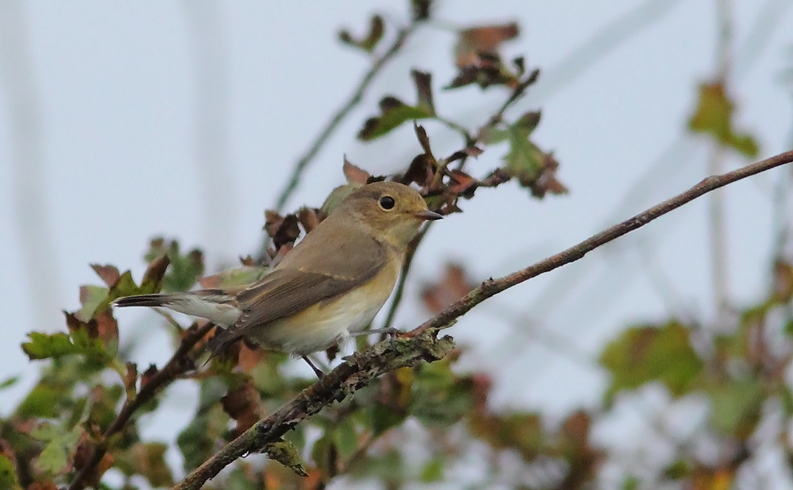 Red-breasted Flycatcher 7577450