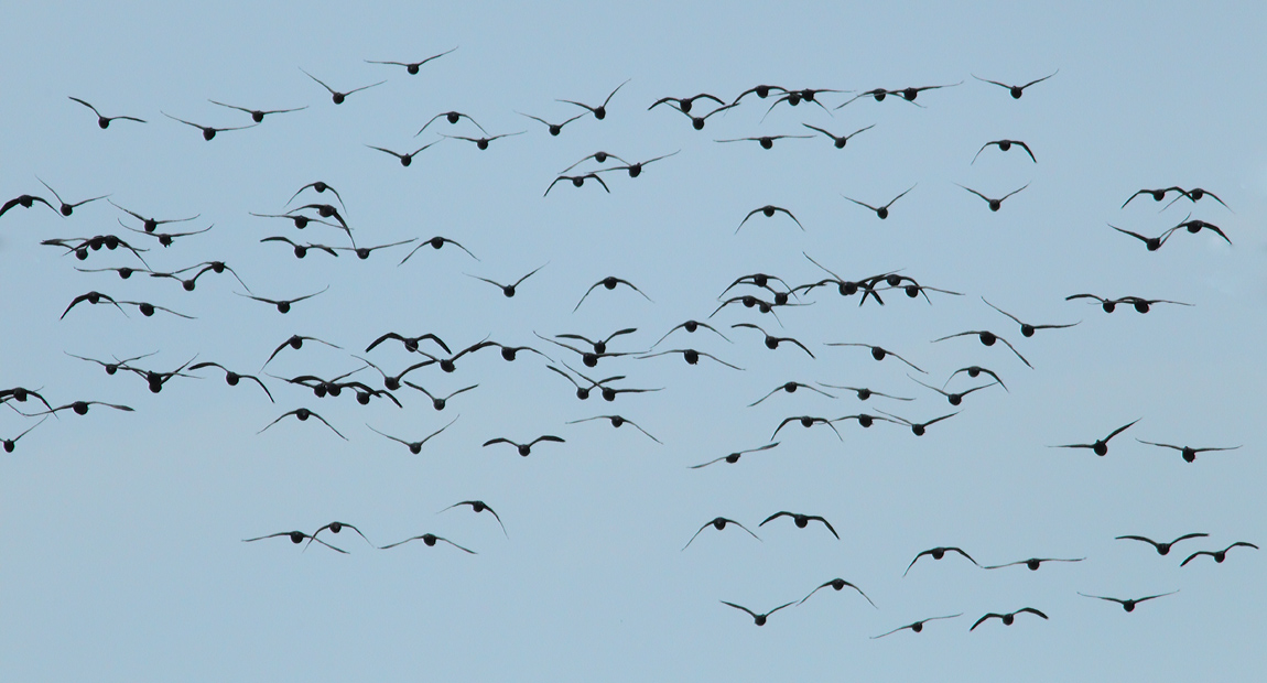 BRENT GEESE 9263602
