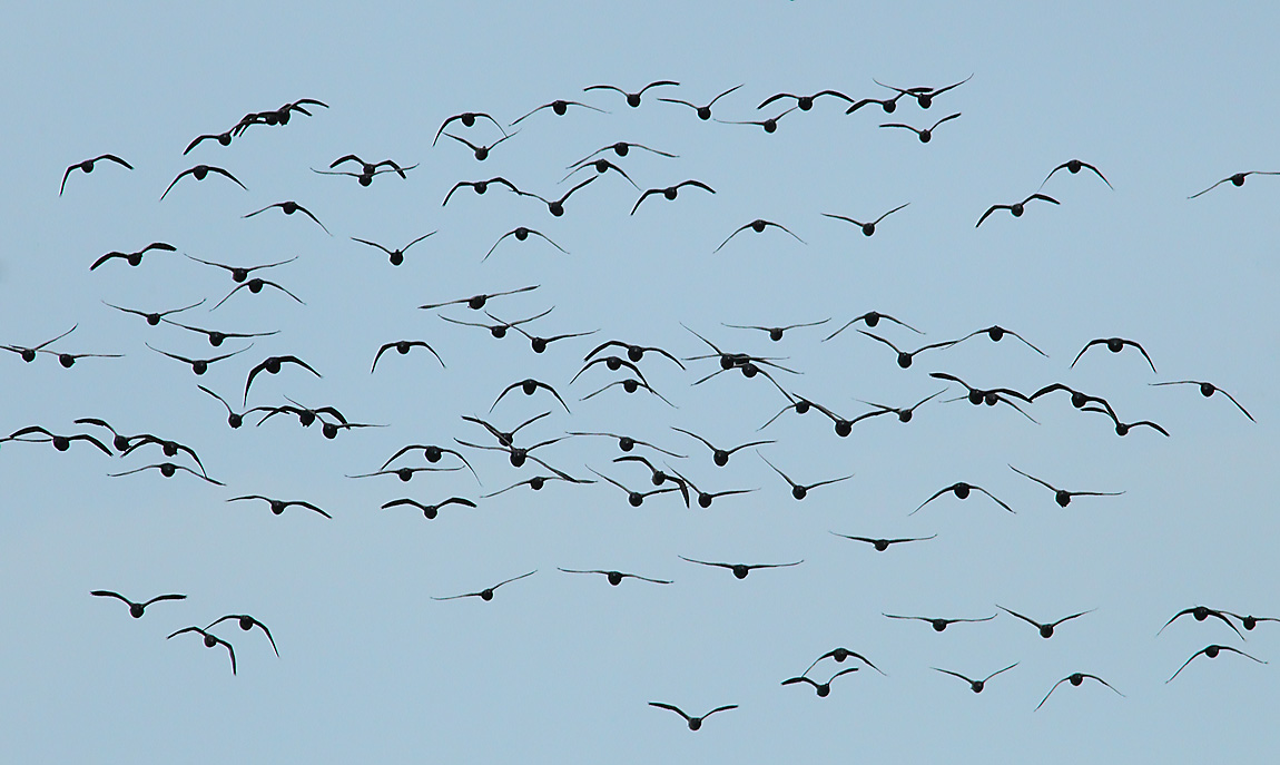 BRENT GEESE 9265603