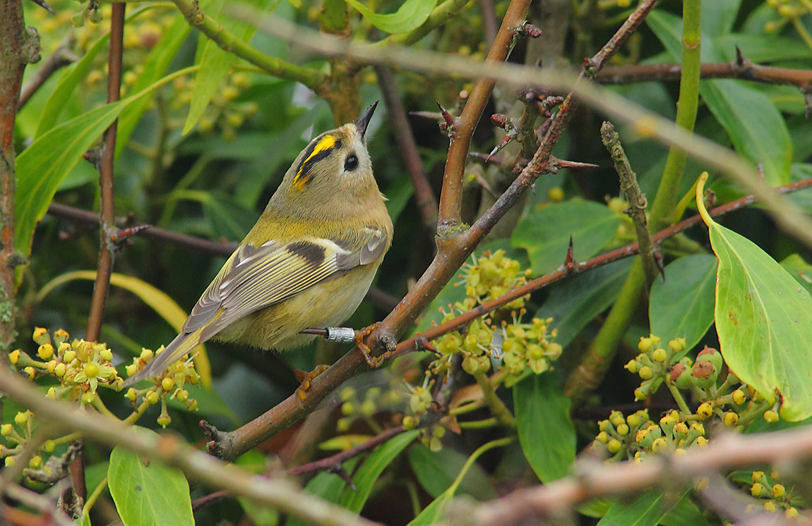 GOLDCREST 9225599