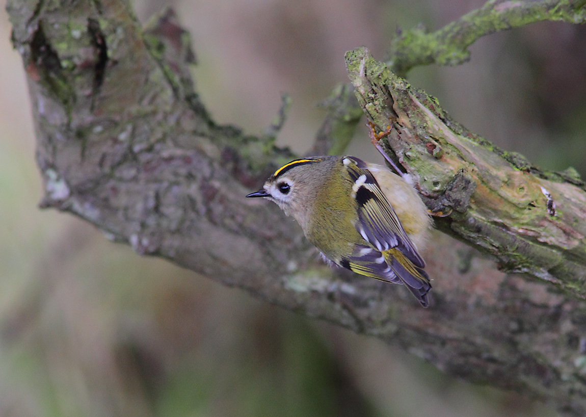 GOLDCREST 9294605