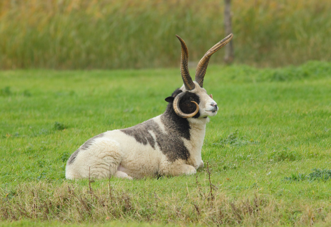 JACOB SHEEP 9199597