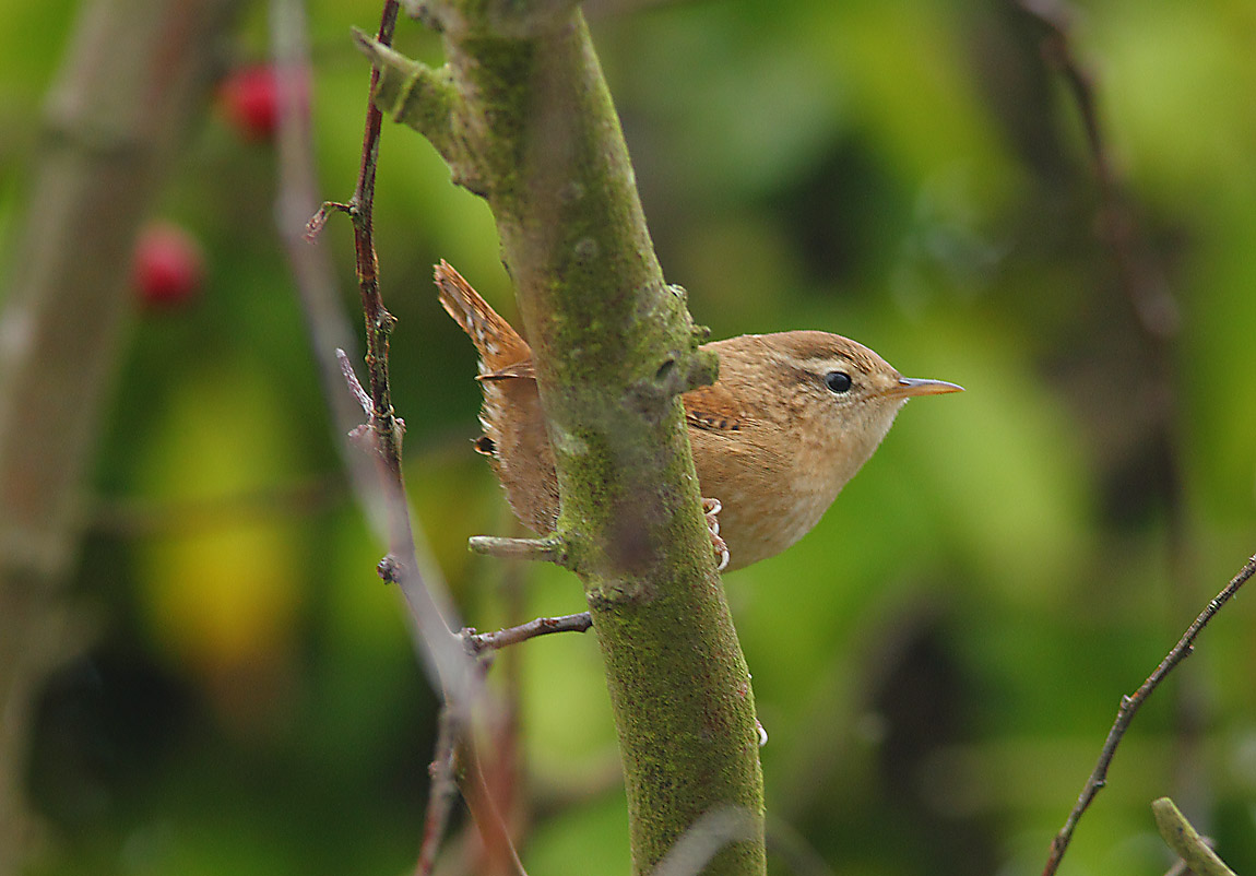 JENNY WREN 9207598
