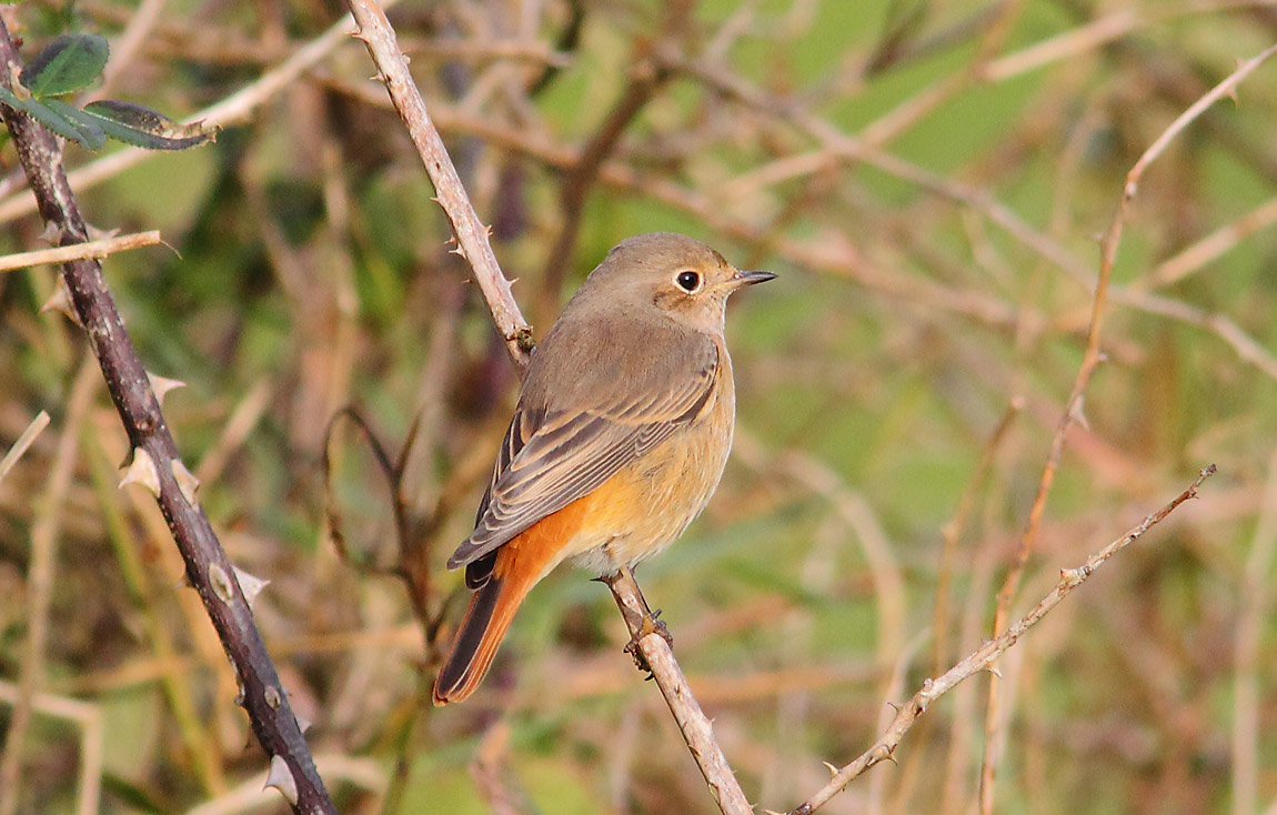 REDSTART 9365608