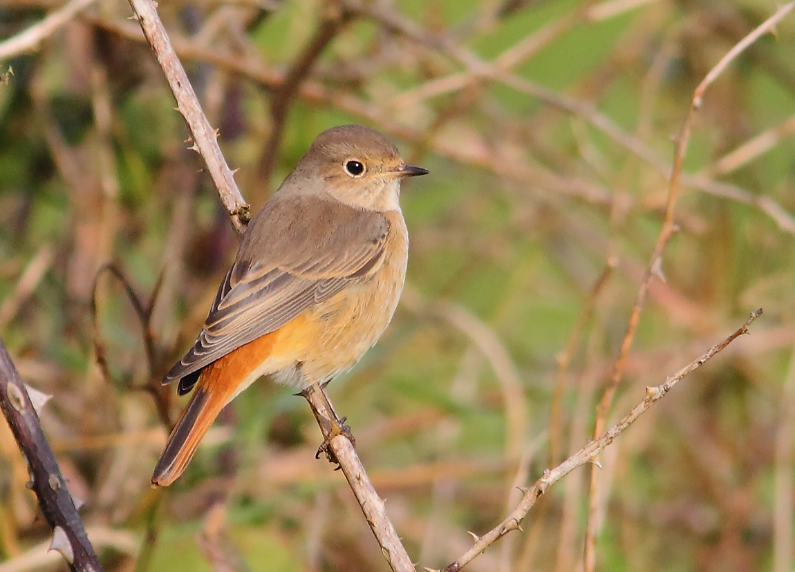 REDSTART 9366609