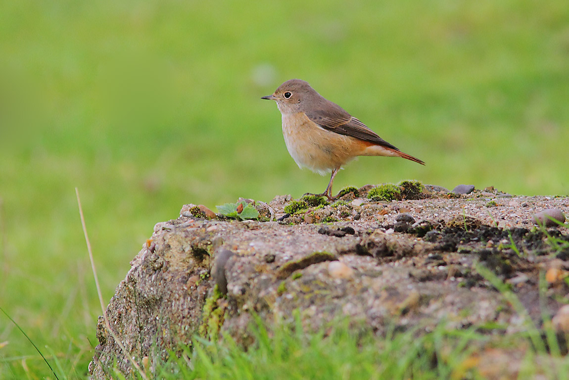 REDSTART 9377610