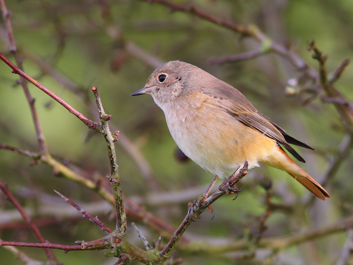 REDSTART 9391611
