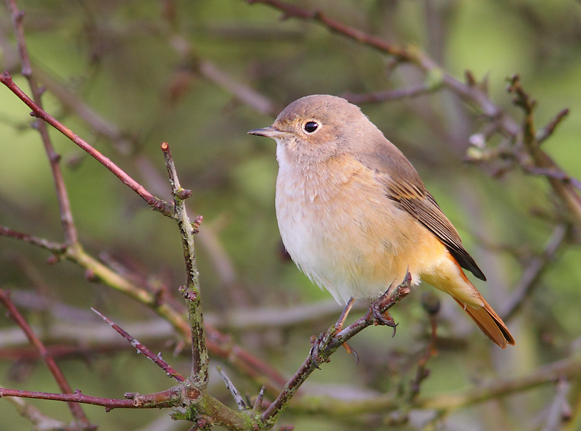 REDSTART 9416612