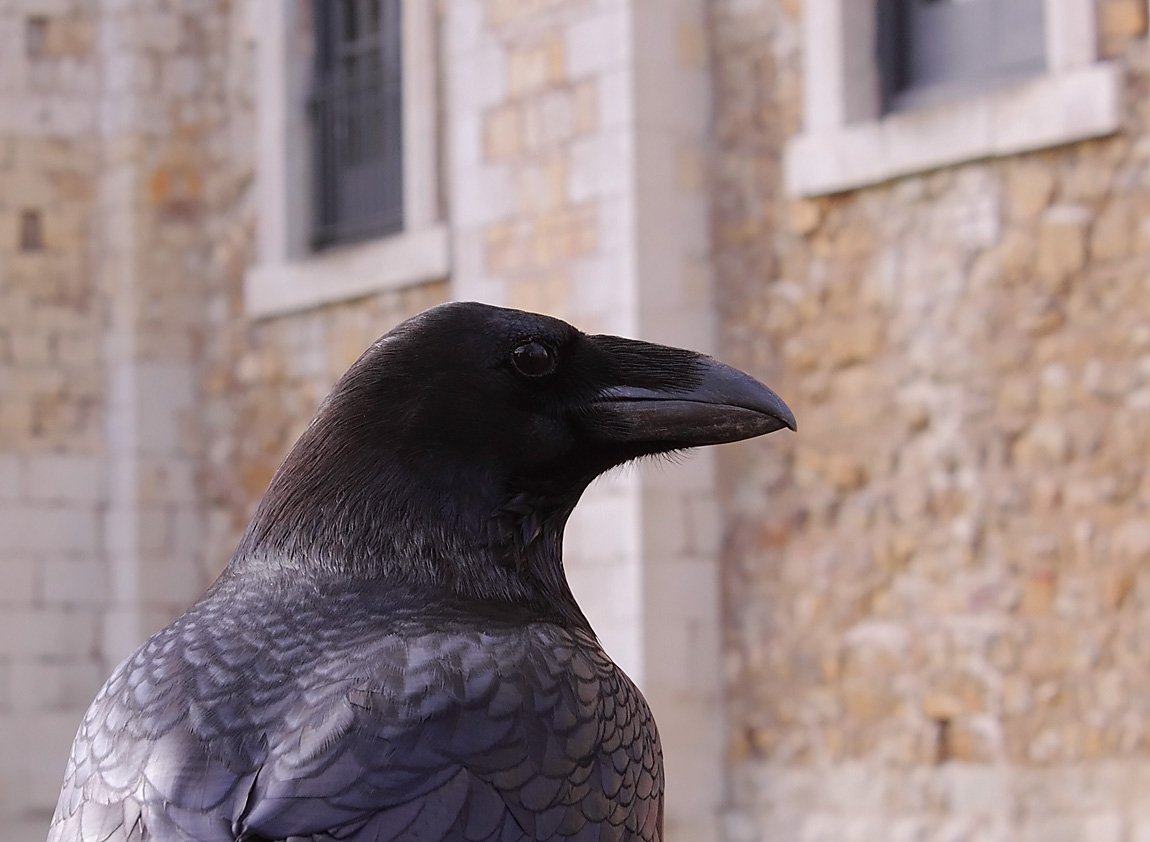 Raven 1787656
