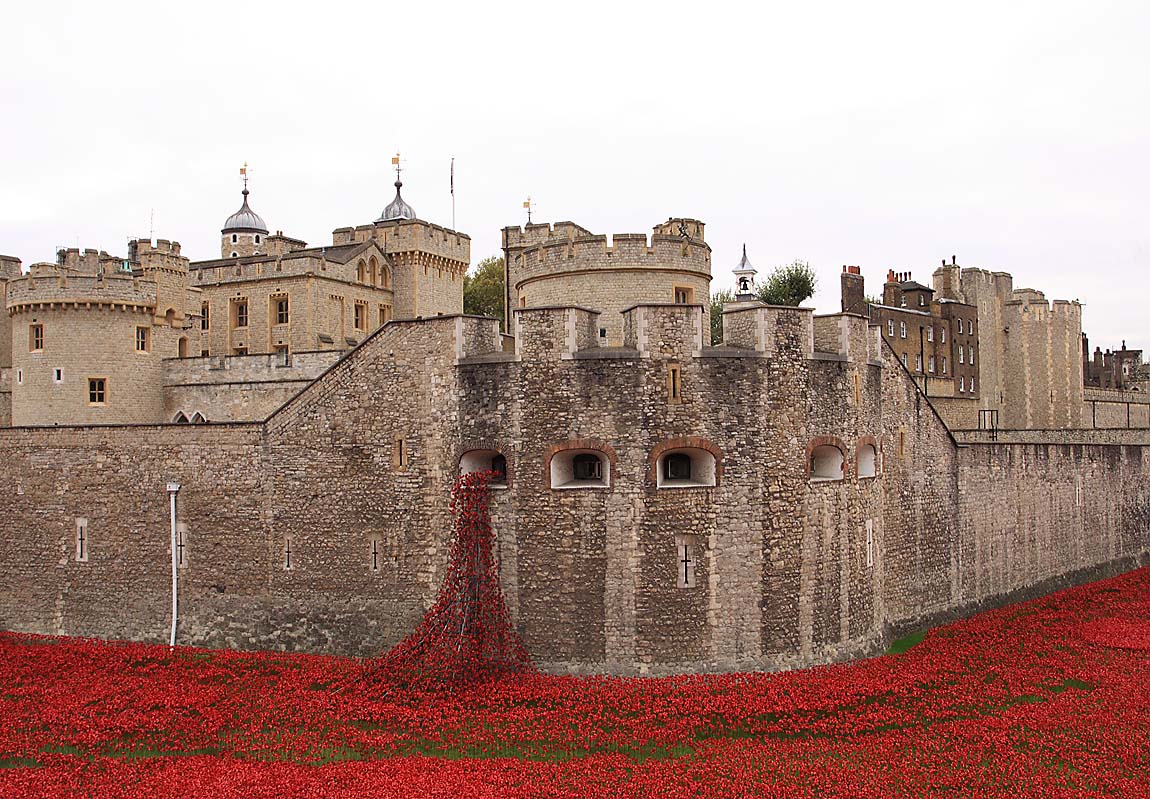 Tower Poppies 1674623