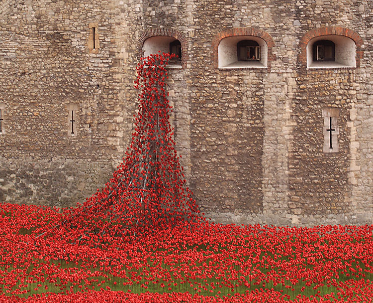 Tower Poppies 1676624