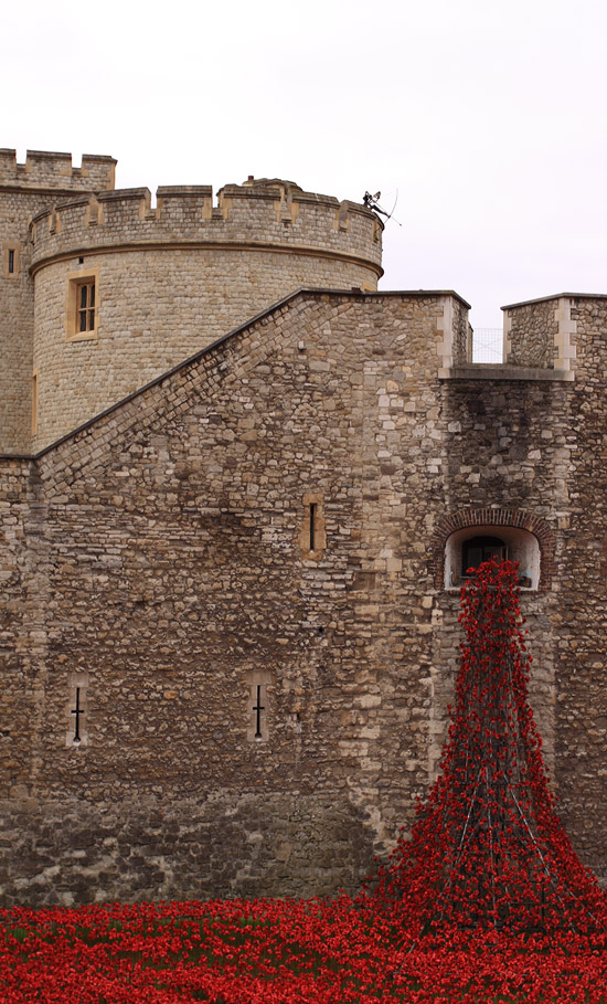 Tower Poppies 1679 HD678