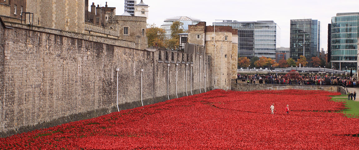 Tower Poppies 1685628