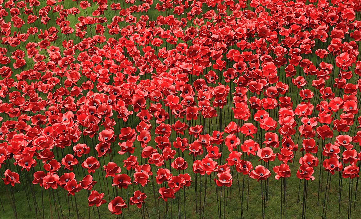 Tower Poppies 1723641