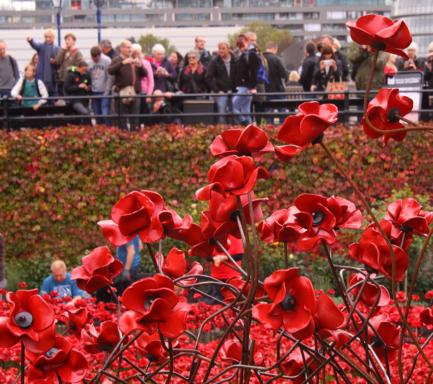 Tower Poppies 1727642