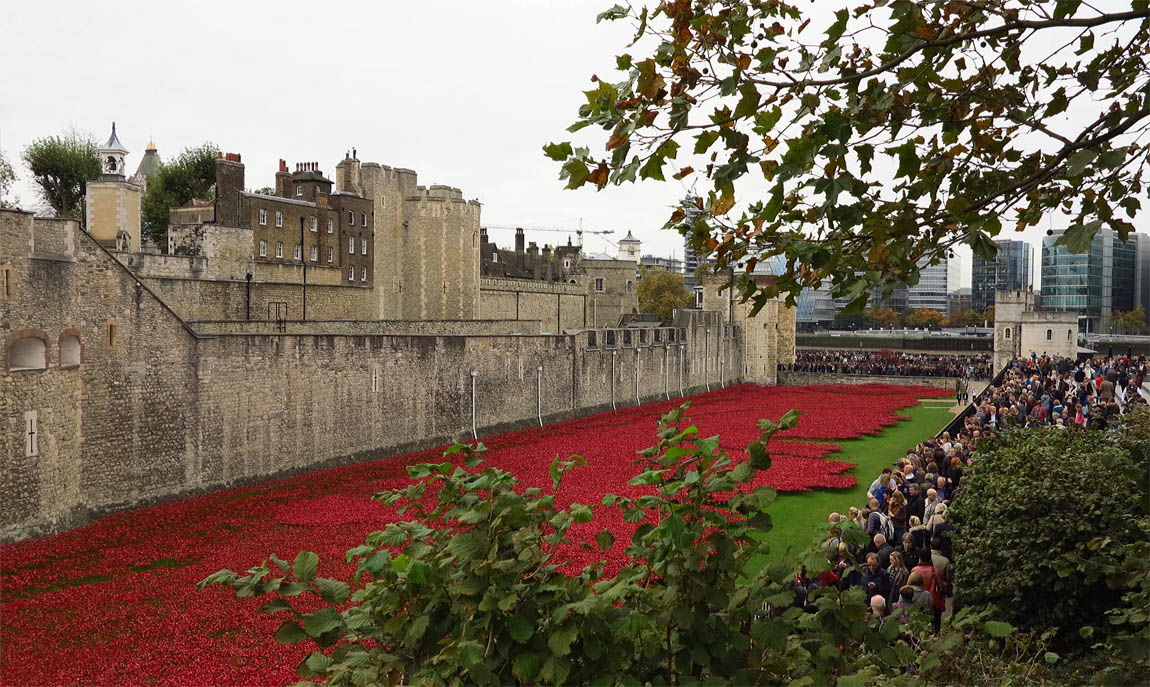 Tower Poppies 1973 HD679