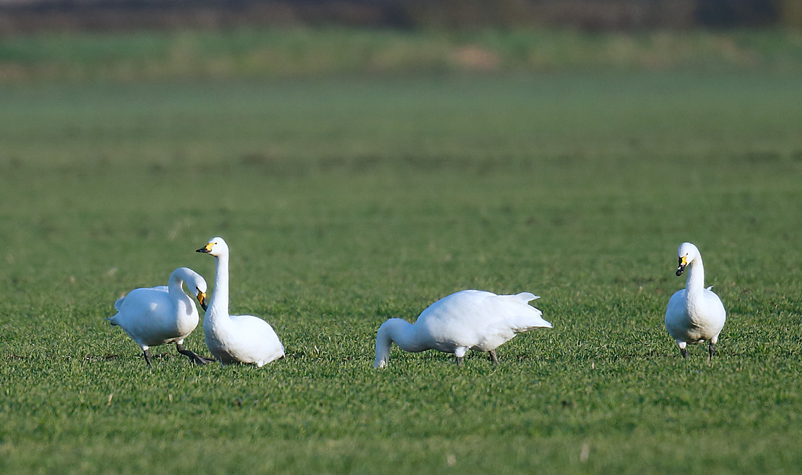 Bewick's_J4X3716
