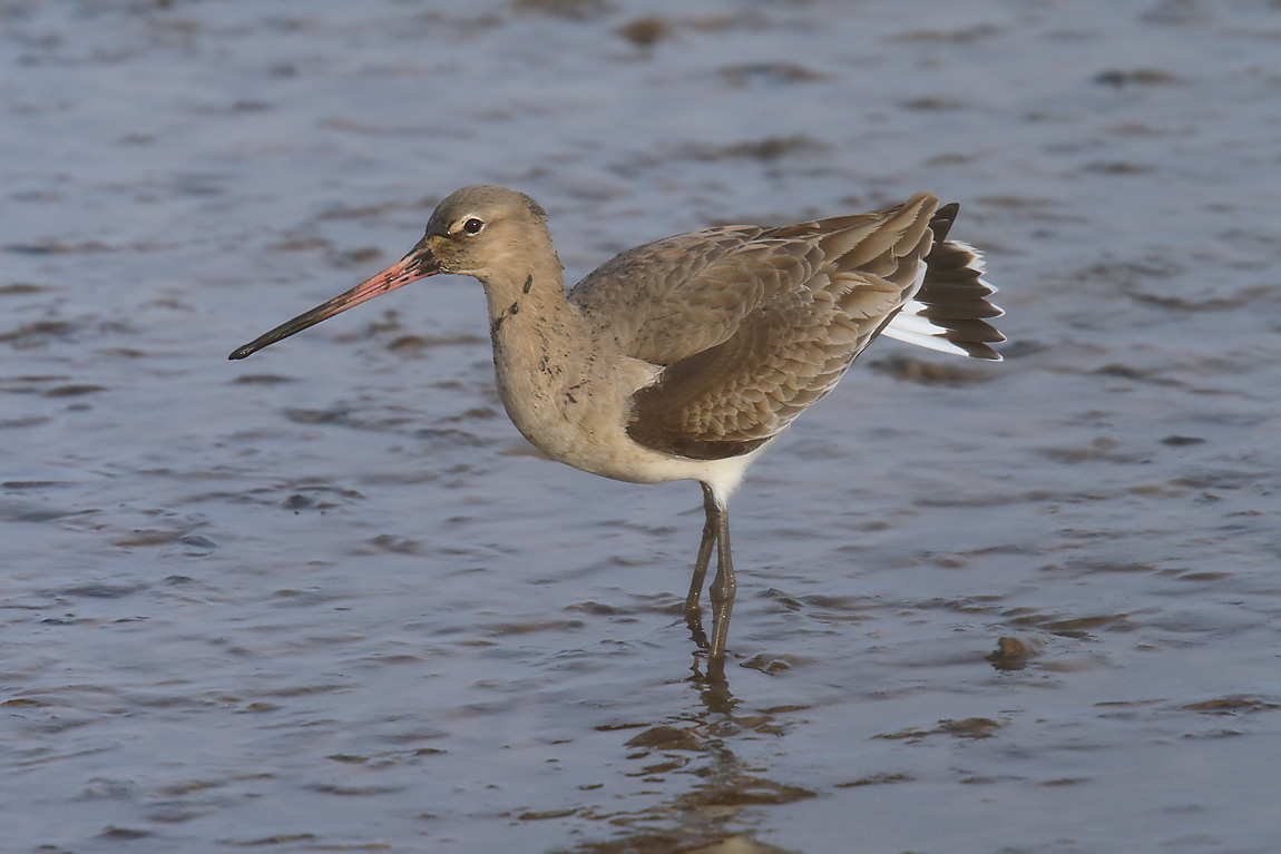 Black-tailed Godwit 3052993