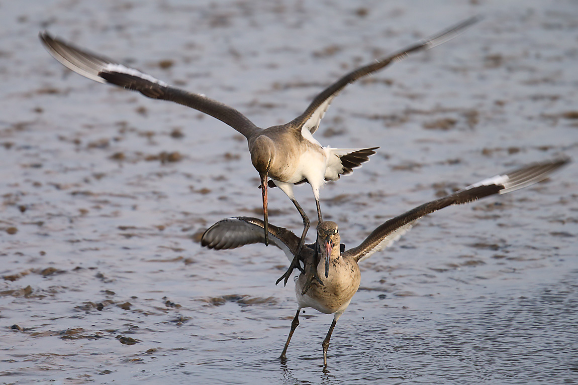 Black-tailed Godwits 3034990