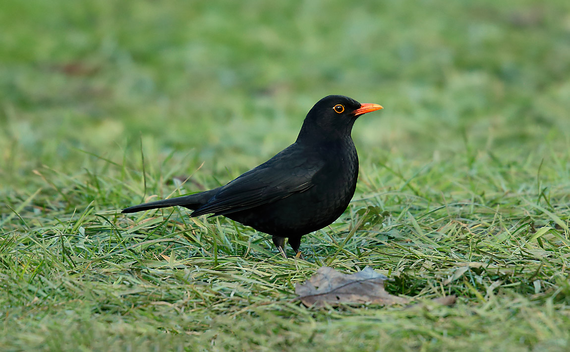 Blackbird_J4X4003