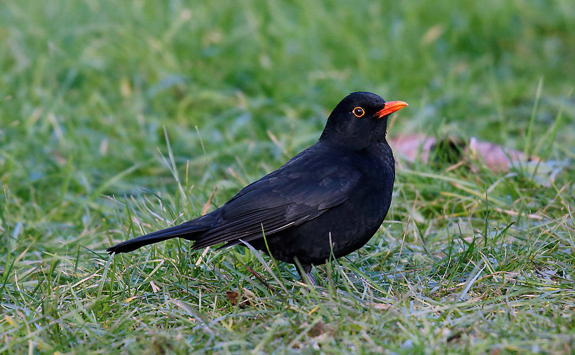 Blackbird_J4X4033