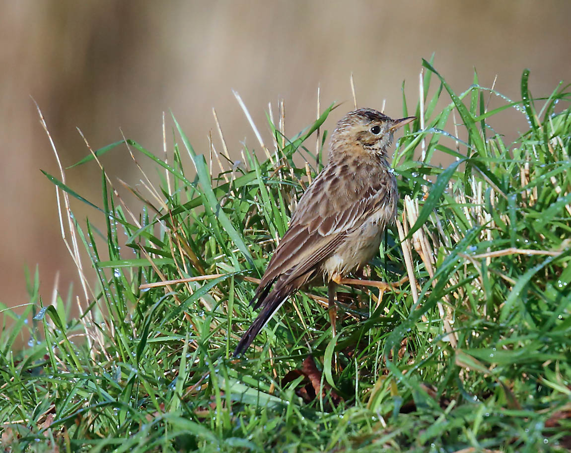 Blyth's Pipit 1014902