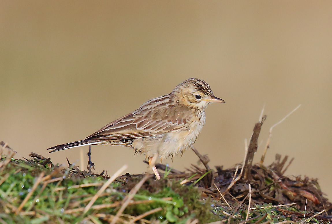 Blyth's Pipit 1134906