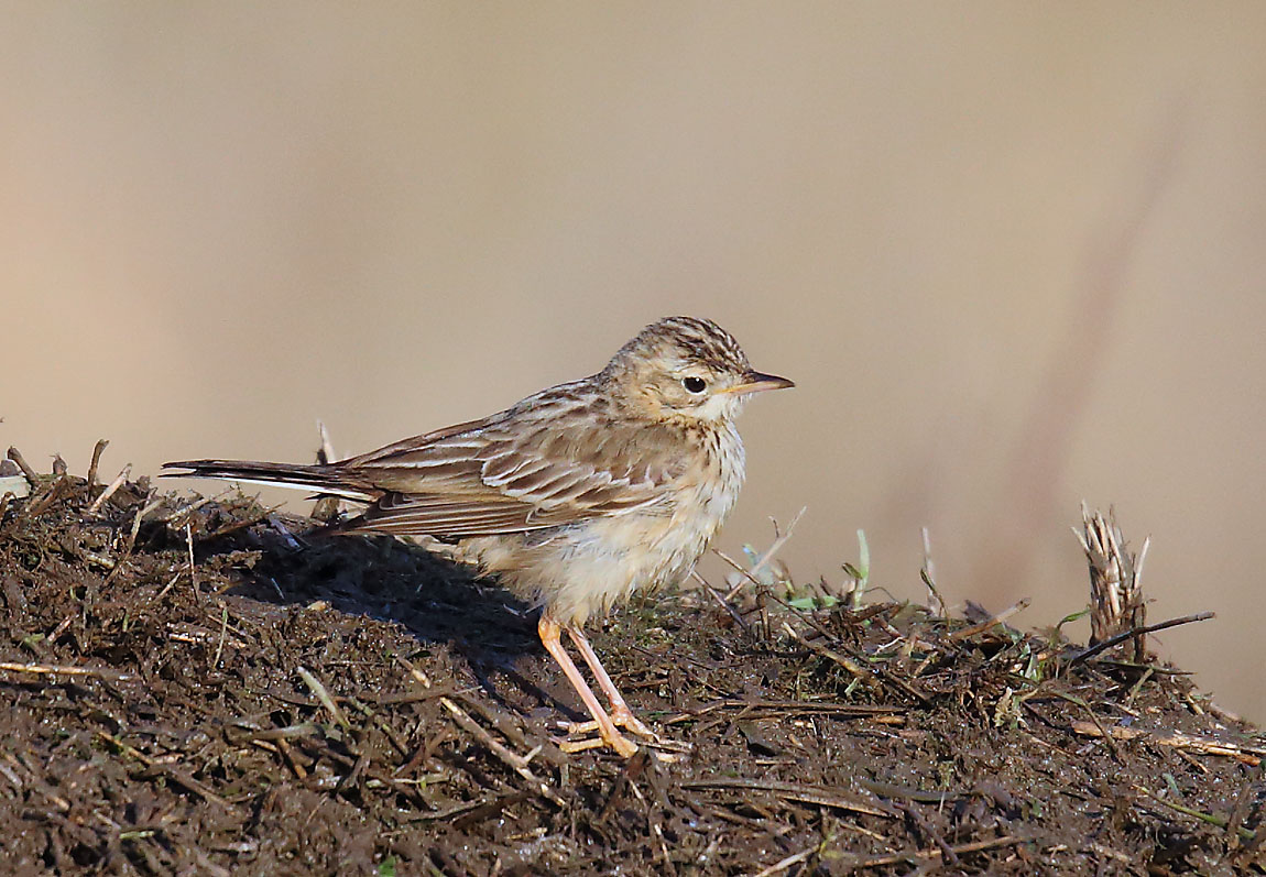Blyth's Pipit 1150907