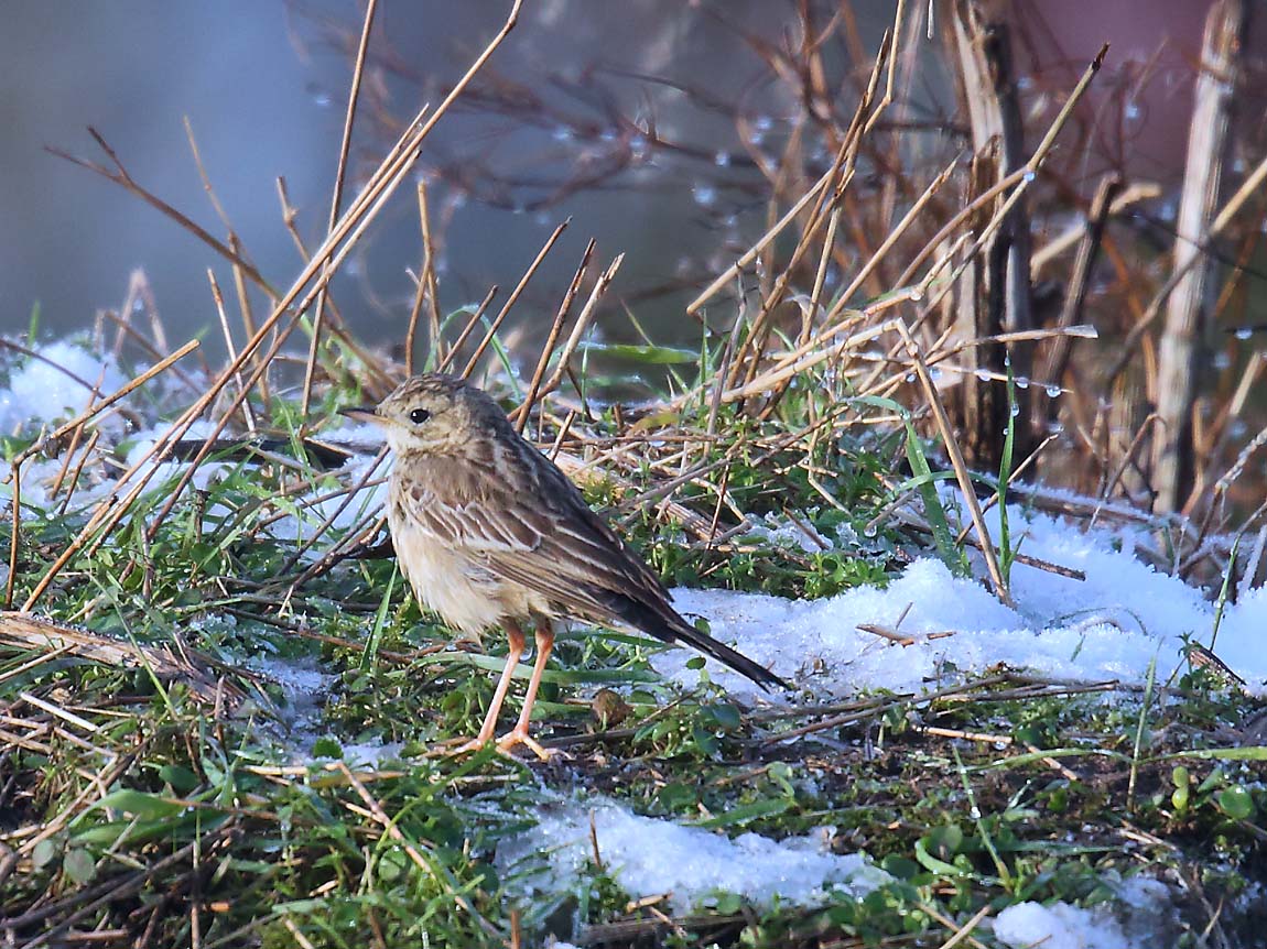 Blyth's Pipit 762897