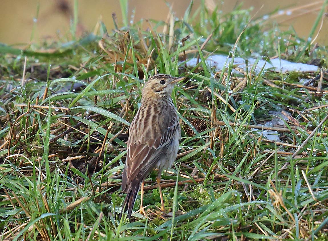 Blyth's Pipit 950900