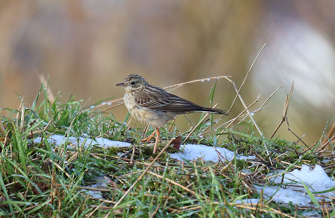 Blyth's Pipit 962901