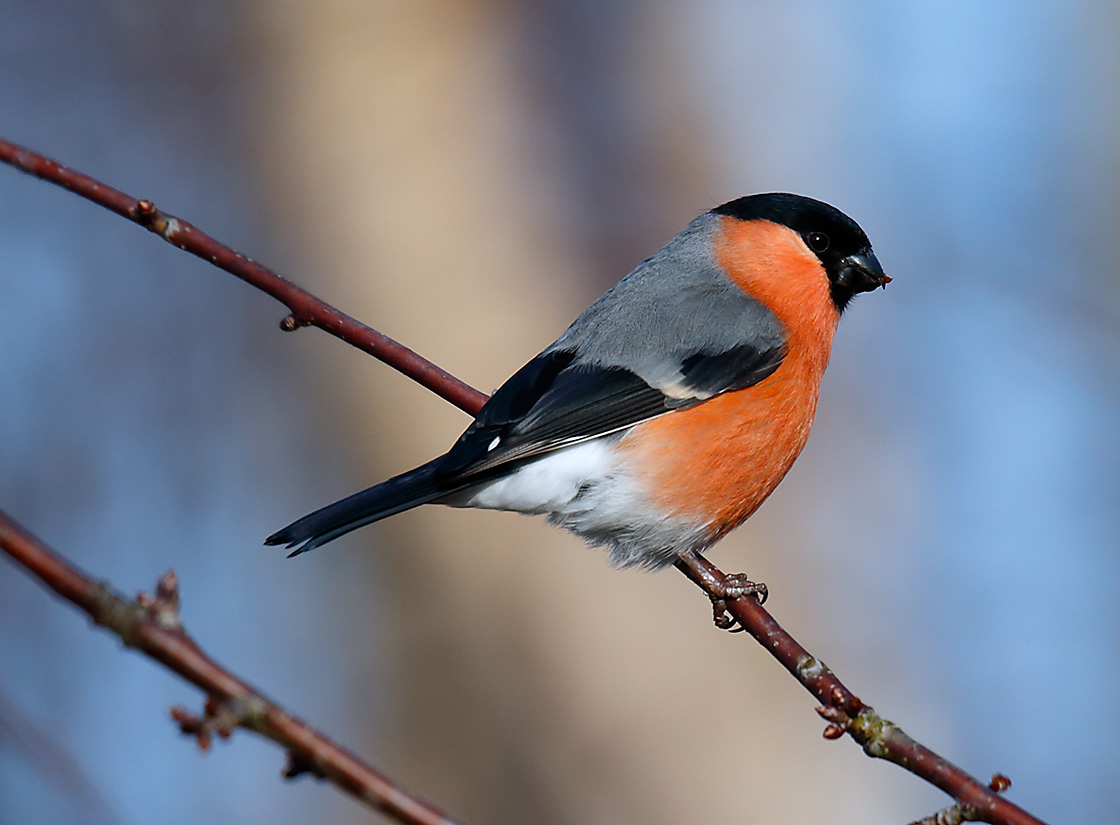Bullfinch _J4X3602