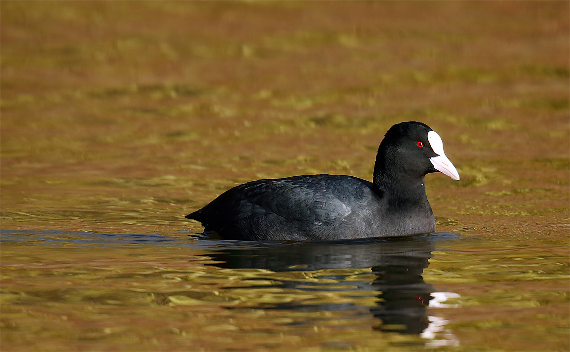 Coot_J4X3832