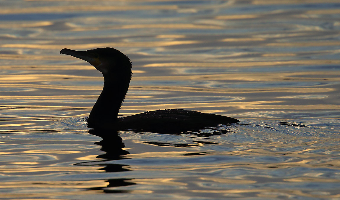 Cormorant 2177948