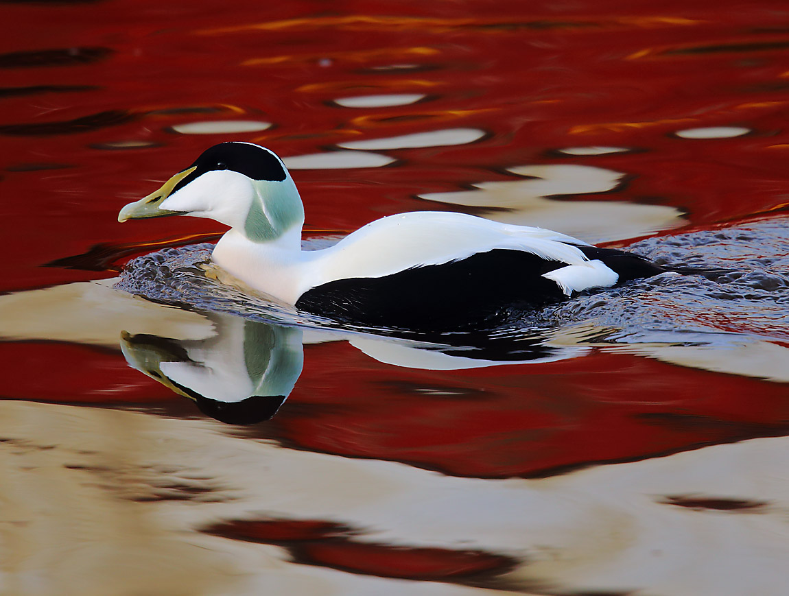 Eider 1982944