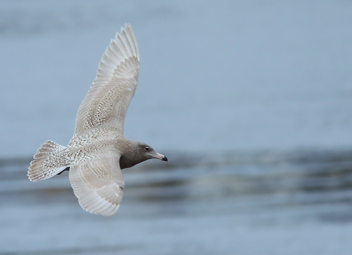 Glaucous Gull 1stw 1551929