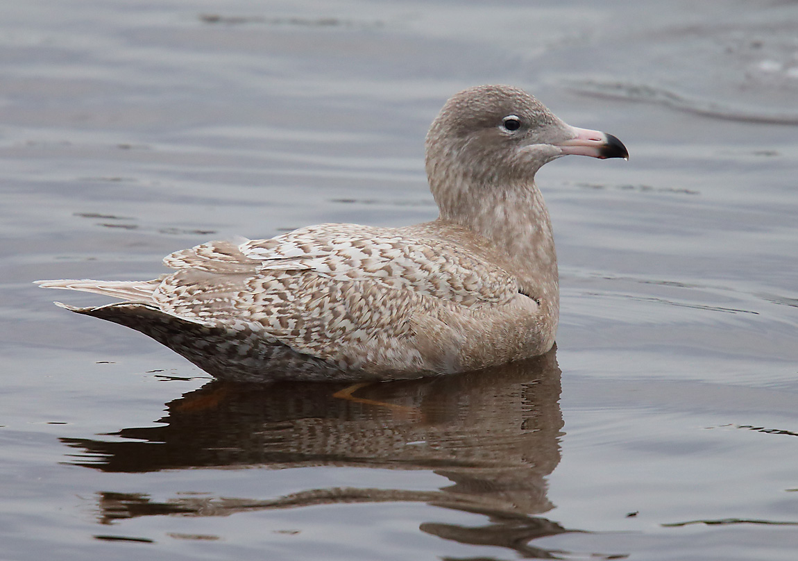 Glaucous Gull 1stw 1945943