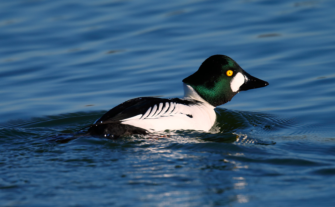 Goldeneye_J4X3416