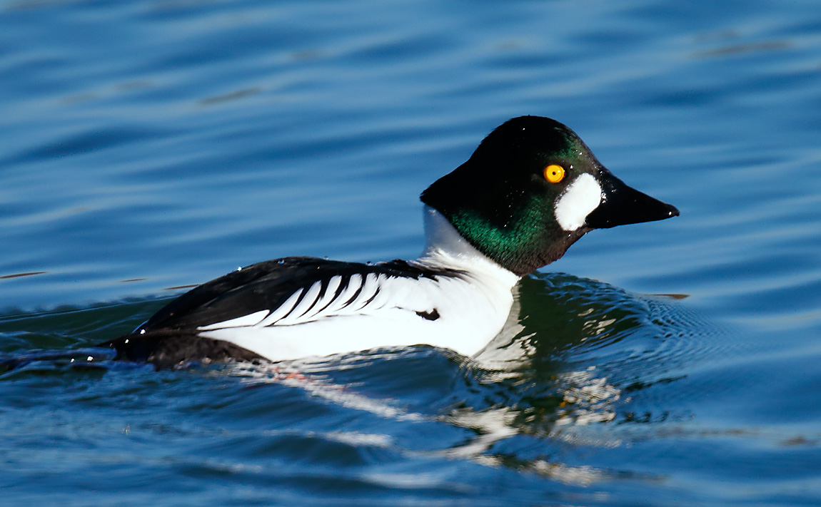 Goldeneye_J4X3421