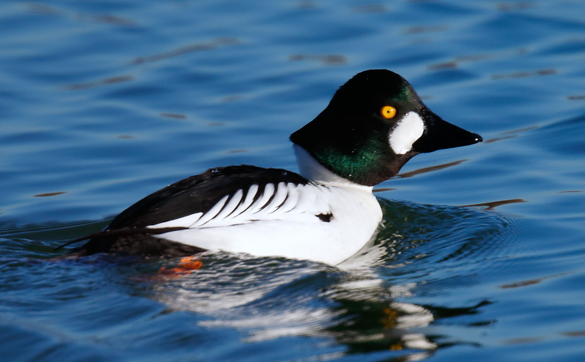 Goldeneye_J4X3427