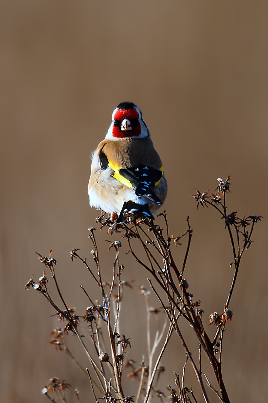 Goldfinch_J4X3676