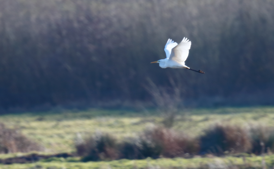Great White Egret_J4X3468
