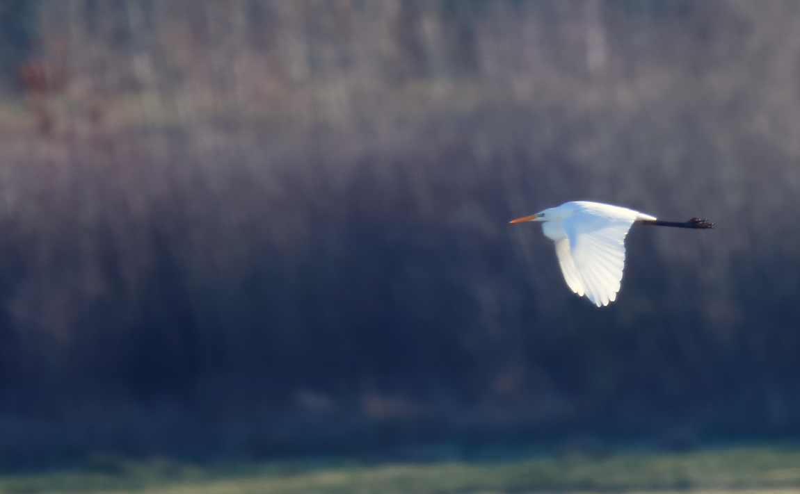 Great White Egret_J4X3473