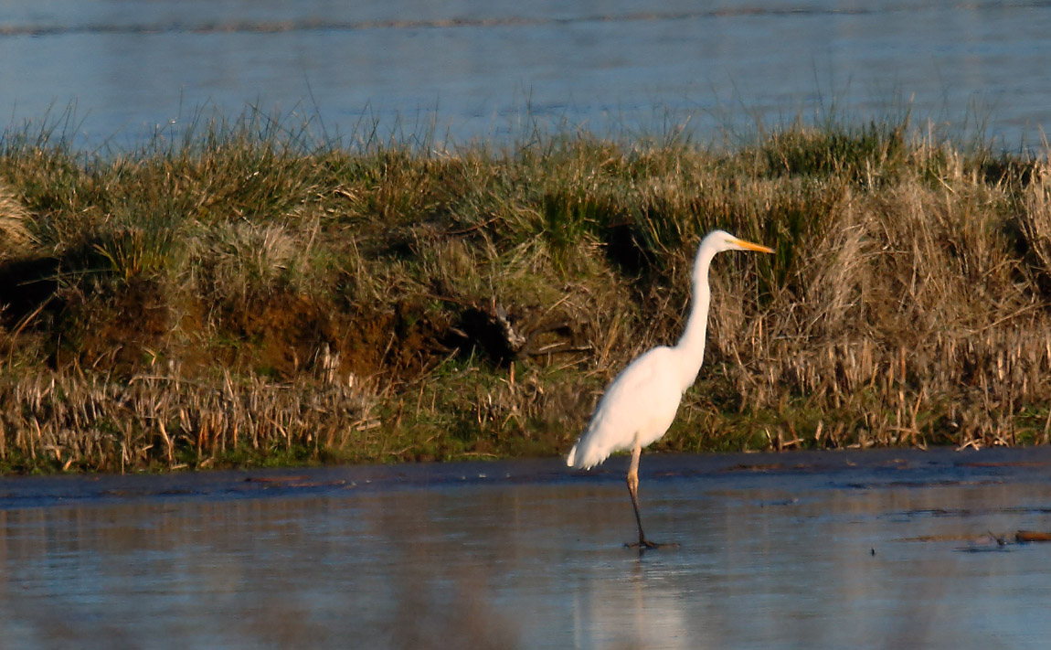 Great White Egret_J4X3535