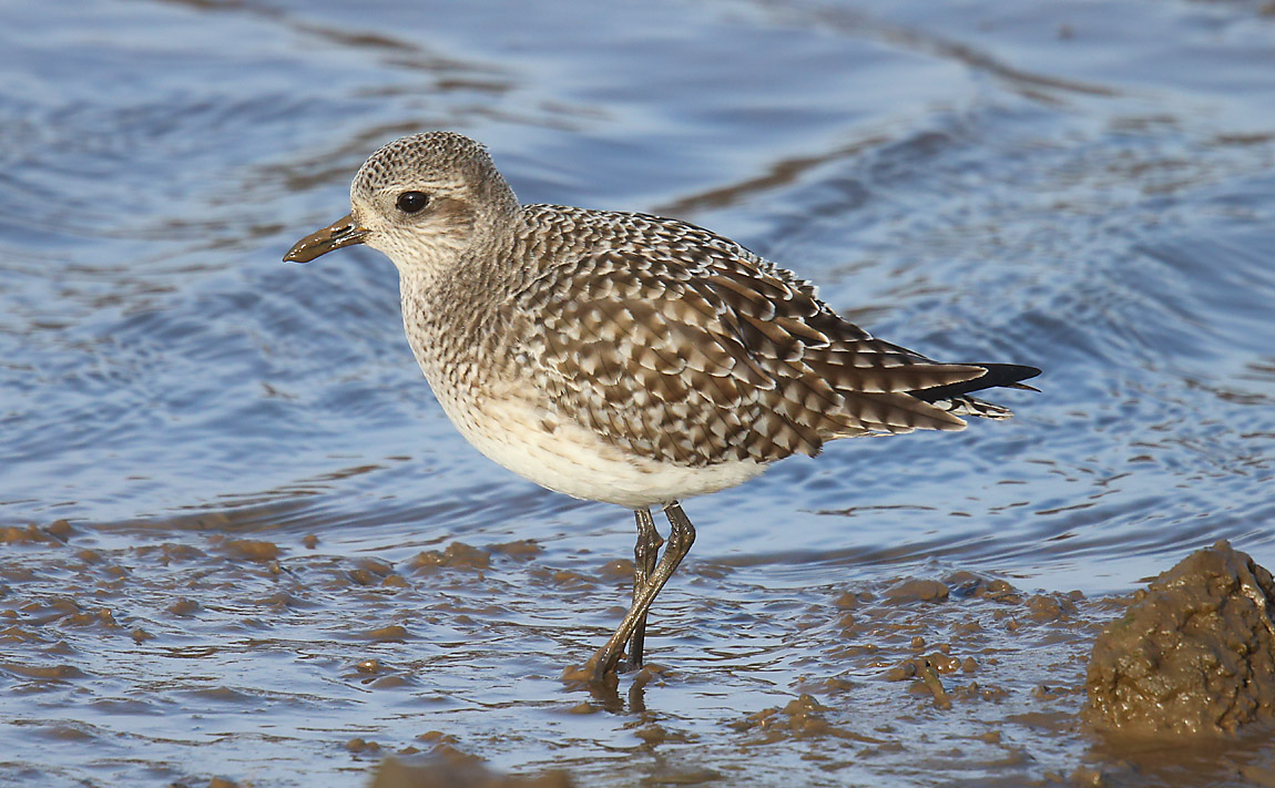 Grey Plover 2880983